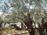         I:\Maria Valtorta\SiteWeb\Photos\BMM\GethsemaniIcone.jpg